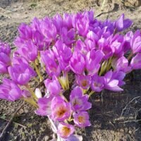 Colchicum autumnale