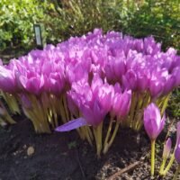 Colchicum autumnale