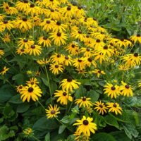 Rudbeckia fulgida