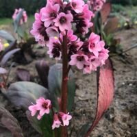 Bergenia ‘Pink Dragonfly’