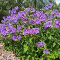 Geranium x magnificum