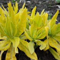 Centaurea ‘Gold bullion’