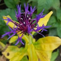 Centaurea ‘Gold bullion’