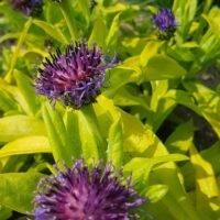 Centaurea ‘Gold bullion’