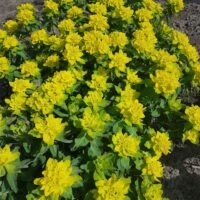 Euphorbia polychroma