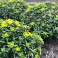 Euphorbia polychroma