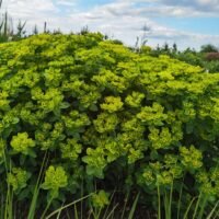 Euphorbia polychroma