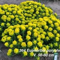 Euphorbia polychroma