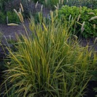 Alopecurus pratensis ‘Aureovariegatus’