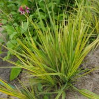 Alopecurus pratensis ‘Aureovariegatus’