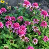 Echinacea ‘Pink Double Delight’