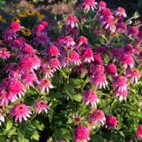 Echinacea ‘Pink Double Delight’