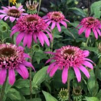 Echinacea ‘Pink Double Delight’