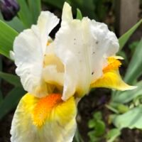 Iris ‘Lumalite’