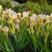 Iris ‘Lumalite’