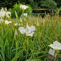 Iris sibirica ‘White Triangles’