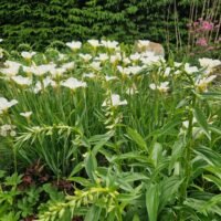 Iris sibirica ‘White Triangles’