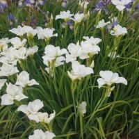 Iris sibirica ‘White Triangles’