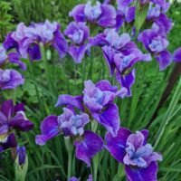 Iris sibirica ‘Roaring Jelly’