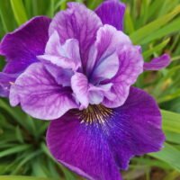 Iris sibirica ‘Roaring Jelly’