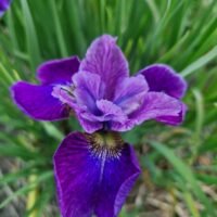 Iris sibirica ‘Roaring Jelly’