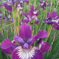 Iris sibirica ‘Demure Illini’