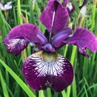 Iris sibirica ‘Demure Illini’