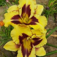 Daylily (=Hemerocallis) ‘El Desperado’
