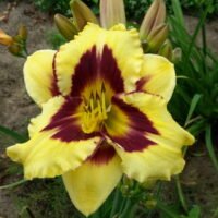 Daylily (=Hemerocallis) ‘El Desperado’