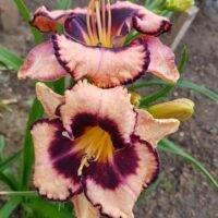Daylily (=Hemerocallis) ‘Adamas’