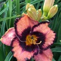 Daylily (=Hemerocallis) ‘Adamas’