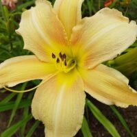 Daylily (=Hemerocallis) ‘Dacquiri’