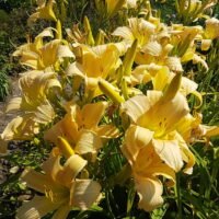 Daylily (=Hemerocallis) ‘Dacquiri’