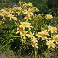 Daylily (=Hemerocallis) ‘Dacquiri’