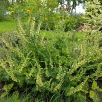 Teucrium scorodonia ‘Crispum Marginatum’