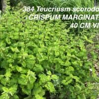 Teucrium scorodonia ‘Crispum Marginatum’