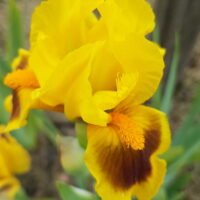 Iris ‘Briliant Bauble’