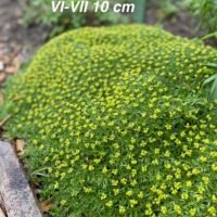 Azorella trifurcata