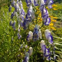 Aconitum x cammarum ‘Bicolor’