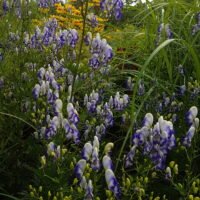 Aconitum x cammarum ‘Bicolor’