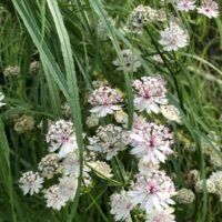 Astrantia major ‘Sucenningdale Variegated’