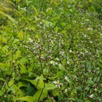 Aster divaricatus