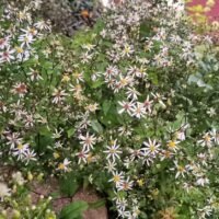 Aster divaricatus
