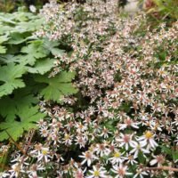 Aster divaricatus
