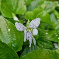 Viola sororia ‘Freckles’
