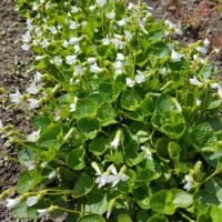 Viola sororia ‘Freckles’