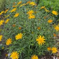 Buphthalmum salicifolium