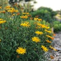 Buphthalmum salicifolium