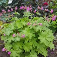 Geranium macrorrhizum ‘Czakor’