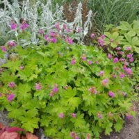 Geranium macrorrhizum ‘Czakor’